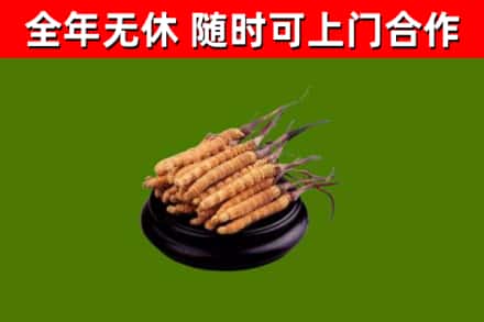 屏东回收冬虫夏草