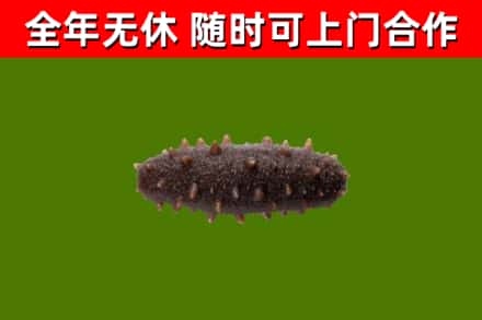 屏东回收海参干